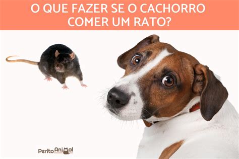 Cachorro Comeu Rato Envenenado Librain