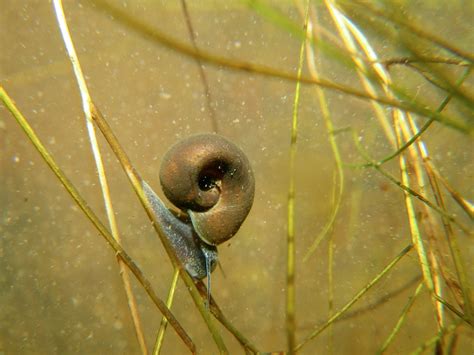 Pictures: U.S. Frogs Deformed by Parasite Infections