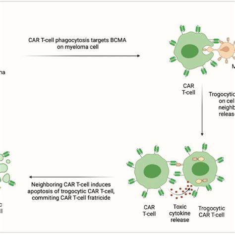 Fda Approved Car T Cell Products Download Scientific Diagram