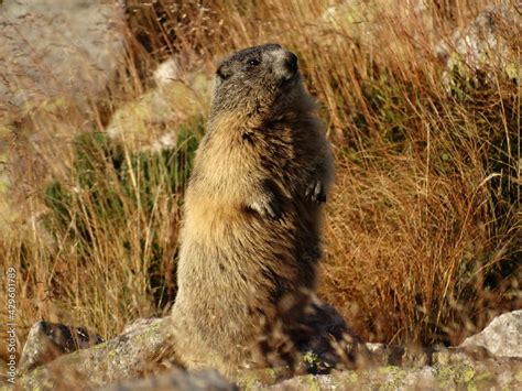 Wistak W Tatrach Marmot Zwierz Ta W G Rach Tpn Foto De Stock