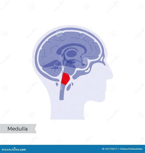 Ilustración Vectorial De Medulla Oblongata Ilustración Del Vector