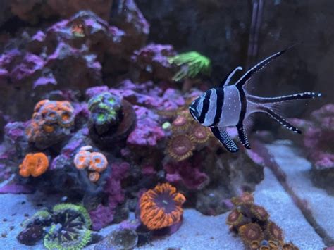 15 Reef Safe Saltwater Fish (That Won't Harm Corals) | AquAnswers