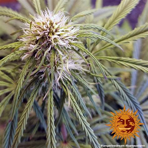 Tangerine Dream™ Cannabis Seeds Barneys Farm®