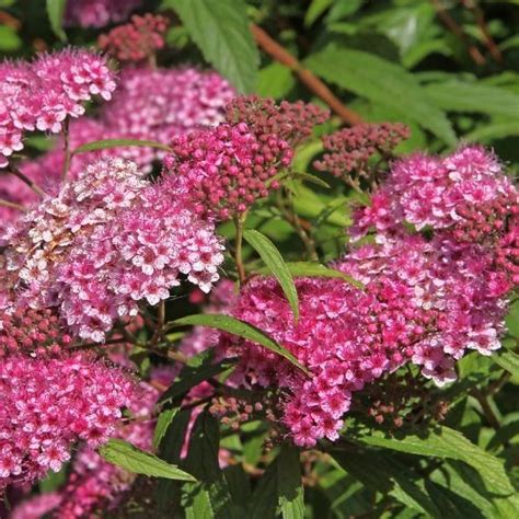 Spiraea Japonica Anthony Waterer Spir E Japonaise P Pini Res