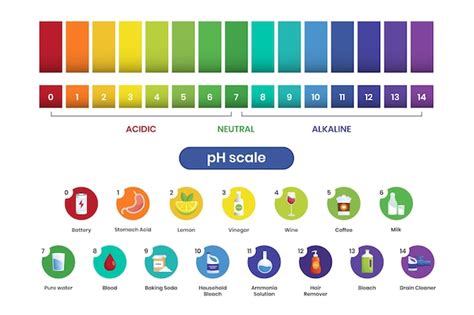 Infographie De L Chelle De Ph D Grad Vecteur Gratuite