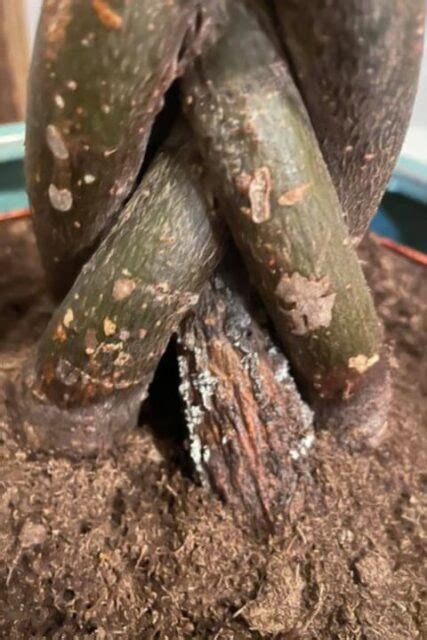 How To Save Money Tree From Root Rot 3 Easy Steps Garden For Indoor