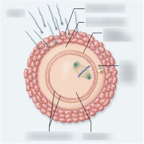 Biology Fertilisation Diagram Quizlet