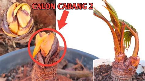 Cara Membuat Bonsai Kelapa Bercabang Ternyata Begini Proses Alam