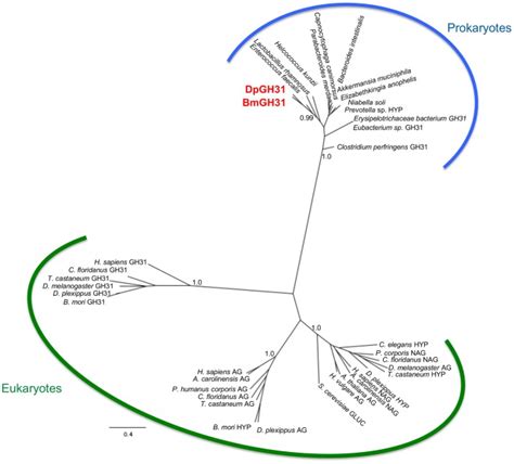 Unrooted Bayesian Phylogenetic Tree Of Gh Like Protein Sequences From