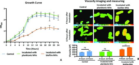 Growth Curves Of P Aeruginosa In The Presence Of Mvs And The Effect Of