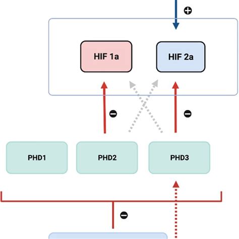 Preferential inhibitory effects on HIF 1α and HIF 2α in hypoxia