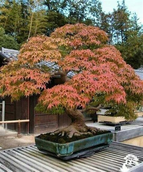 A Guide To Different Japanese Maple Types Gardener S Path 60 OFF