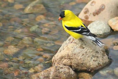 American Goldfinches