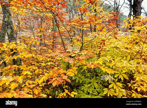 beauty leaves falling  forest  res stock photography  images alamy