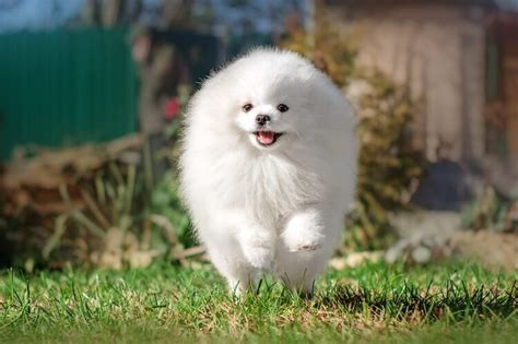 White Pomeranian: What To Know About This Rare Pom - Marvelous Dogs