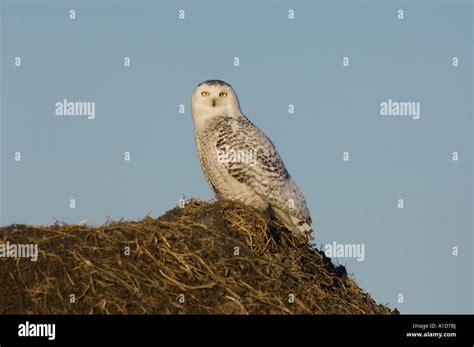 Snowy Owl Nycttea Scandiaca On The Tundra In The National Petroleum