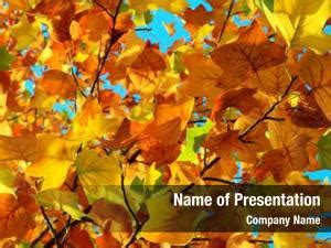 Autumn Colors PowerPoint Templates - Autumn Colors PowerPoint ...