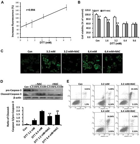 Inhibition Of Autophagic Flux By Ros Promotes Apoptosis During Dtt