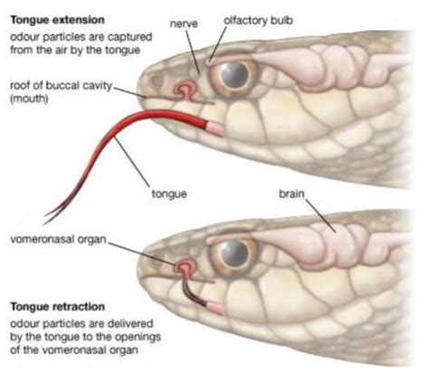 Eye Ear And Olfactory System Anatomy In Reptiles Flashcards Quizlet