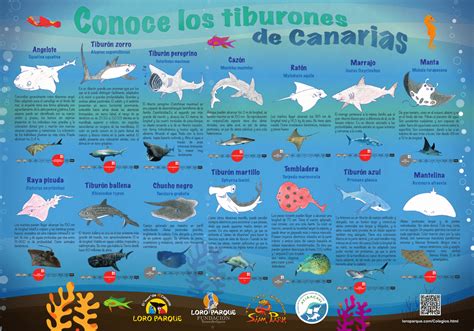 Tiburones De Canarias Loro Parque Fundación