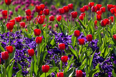 interesting wild flowers  pexels  stock