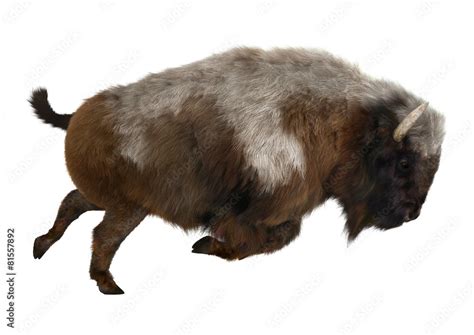 American Bison Stock Illustration | Adobe Stock