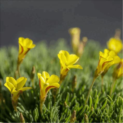 Oxalis Versicolor Golden Cape