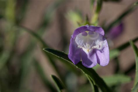 Free picture: up-close, purple, desert, wildflower, purple flower