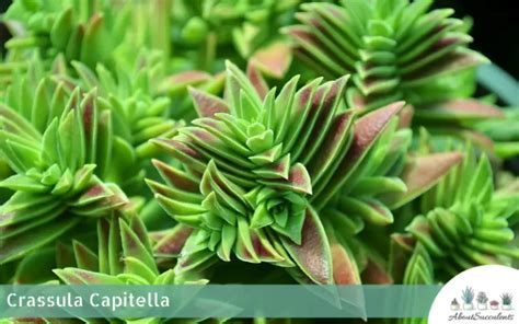 Crassula Capitella - Grow, Care and Propagate - About Succulents