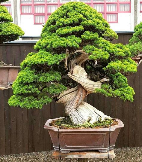 Juniperus Chinensis Blue Point Bonsai