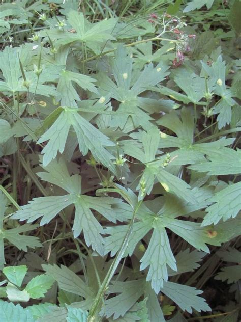 Wild Geranium Seed Pods Pictures Images And Photos Photobucket