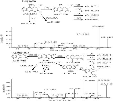 MS MS Spectra And Fragmentation Pathways For Bergapten And Xanthotoxin