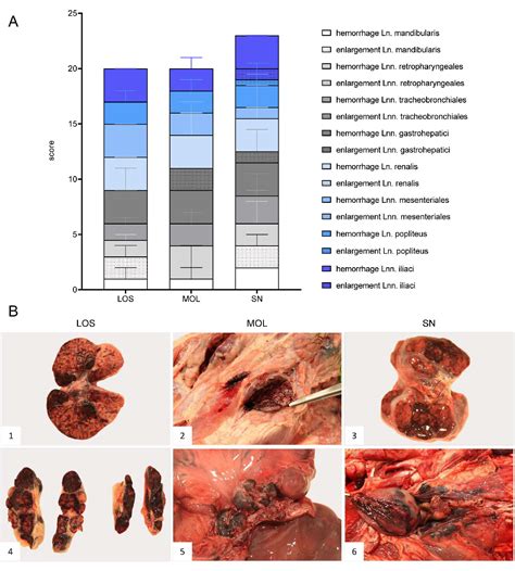 Pathogens Free Full Text Pathology Of African Swine Fever In Wild Boar Carcasses Naturally