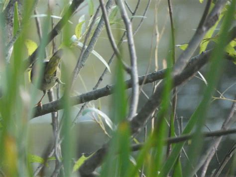 Maryland Biodiversity Project Record Id