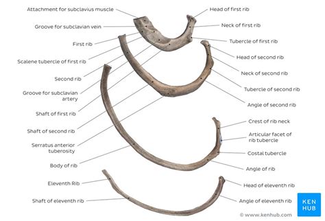 Rib Anatomy And Its Articulation