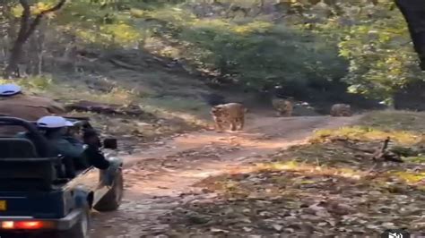 Satpura Tiger Reserve पर्यटकों की जिप्सी के सामने आया बाघिन का परिवार चालक की सतर्कता से टला