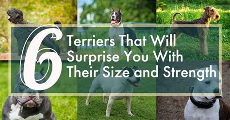 6 Terriers That Will Surprise You With Their Size and Strength - Terrier Owner