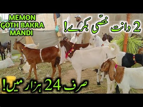 Qurbani Only K Memon Goth Bakra Mandi Price Updates Cheapest