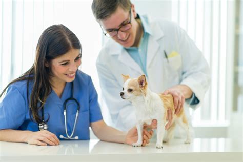 Est ce qu un vétérinaire peut refuser de soigner un chien Yorkshires fr