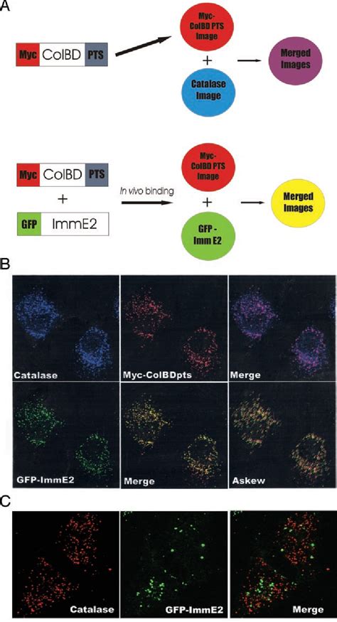 Figure From Peroxisomal Targeting As A Tool For Assaying Potein