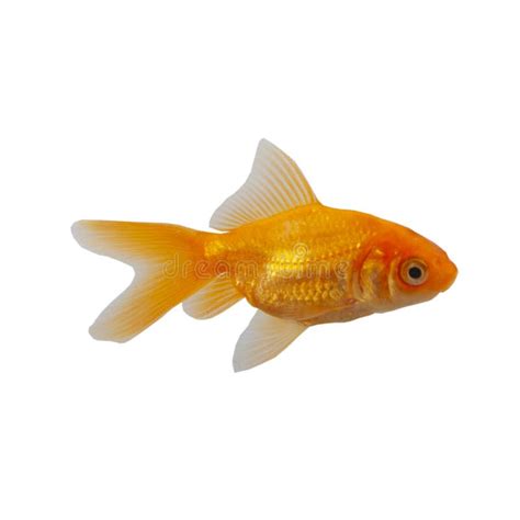 Goldfish on a White Background Stock Image - Image of beautiful, fish: 181048143