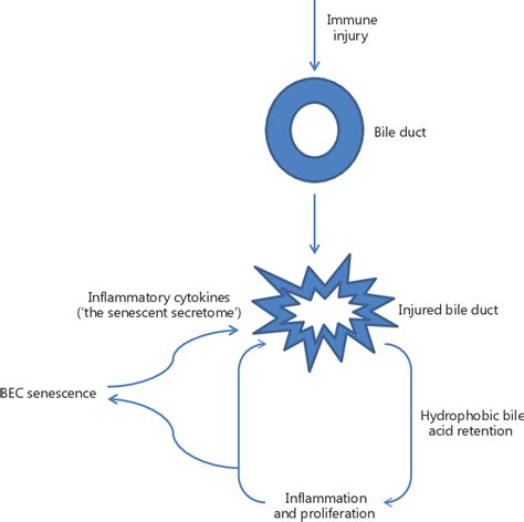 Figure 1 From Pathogenesis Of Primary Biliary Cirrhosis And Its Fatigue Semantic Scholar