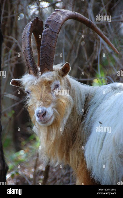 Kashmir goat hi-res stock photography and images - Alamy