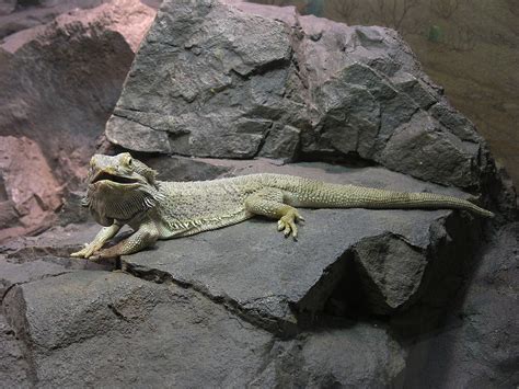 Pogona - Wikipedia