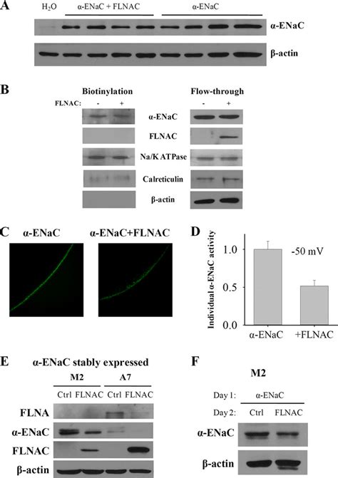 Effect Of FLNAC On Expression And Subcellular Distribution Of ENaC A