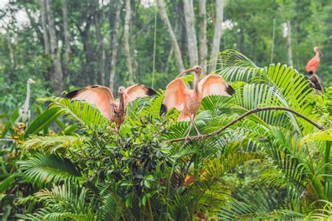 Wildlife and Rainforest Exotic Tropical Birds in a Bird Park Stock ...