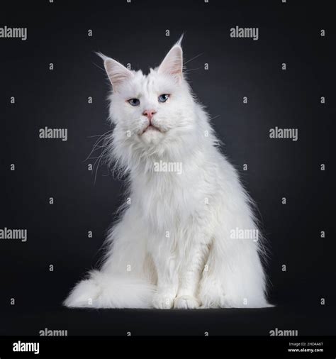 Adult Solid White Maine Coon Cat Sitting Up Facing Front Looking