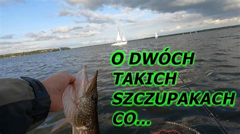 O Dw Ch Takich Szczupakach Co Za Okoniami P Ywa Y Szczupak Na