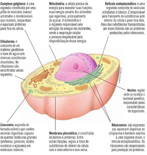 Estrutura E Função Da Celula Procariotica Várias Estruturas