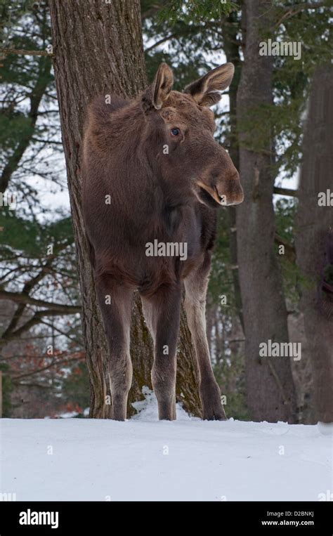 A Moose in winter Stock Photo - Alamy